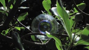 ANECDOTE OF A BOTTLE