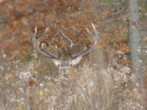 BELLOWING OF THE CARPATHIAN DEER