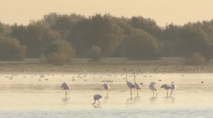 EL HOMBRE QUE SALVÓ EL PARAÍSO