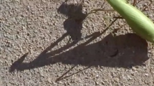 ÍDOLOS DE CHOGA ZANBIL