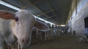 LOS CABALLOS SALVAJES