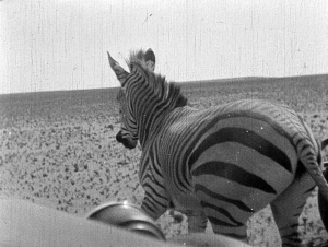 THE DOCKWORKER’S DREAM