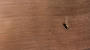 LOS ELEFANTES DE ESCIPIÓN