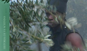 HISTORIAS DE LA ACEITUNA