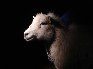 THE RIGHT TO NOT BE TORTURED