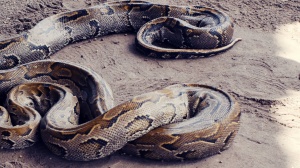 THE POWDER OF SYMPATHY