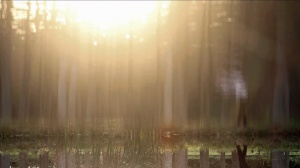 ZUBI BAT - JEDEN MOST