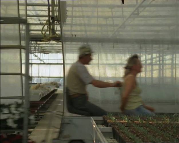 SUNRISE DACAPO (12CM/STEHEND)