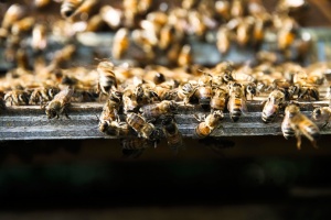 A PASSION OF GOLD AND FIRE