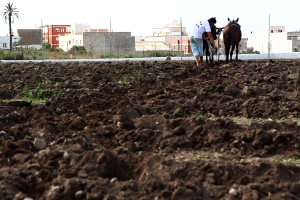 BLANCO Y NEGRO. UN TROCITO DE VERDE