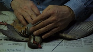 CORRE BRILLA LUZ LUZ