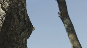 DAPHNÉ OU LA BELLE PLANTE