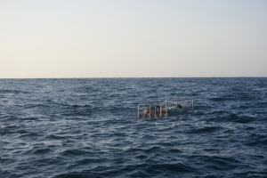 EL ÚLTIMO CANTO DEL PÁJARO CÚ