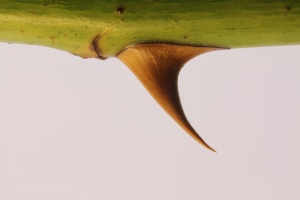 ÄKKIÄ VIIME KESÄNÄ