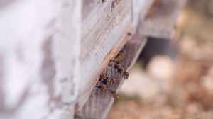 EL CANTO DE LA REINA