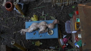 EL FRACASO DE LA INTELIGENCIA