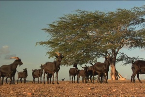 BODE REI, CABRA RAINHA