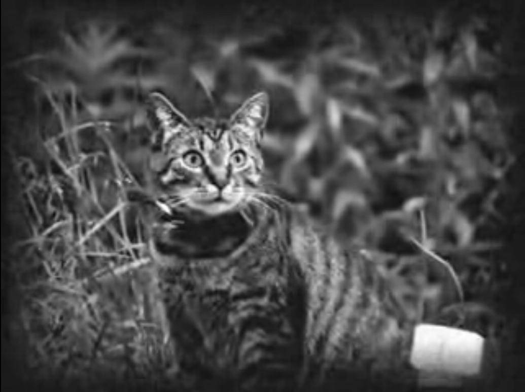 MACSKÁSEMBER 0, AVAGY AZ OROSZ MONTÁZSISKOLA HATÁSA EGY MAGYAR MACSKÁRA