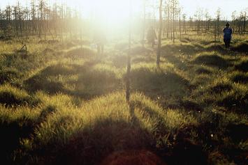 MITEN MARJOJA POIMITAAN