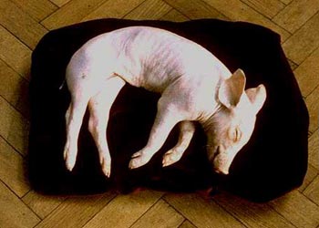 PENSÉES ET VISIONS D'UNE TÊTE COUPÉE (ANTOINE WIERTZ) 